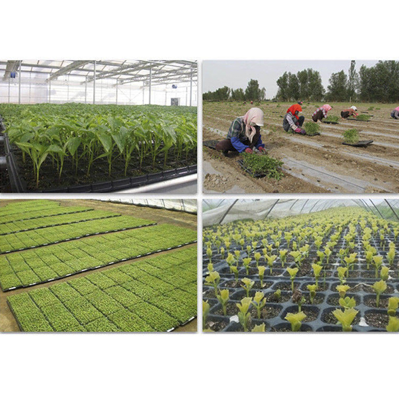 200Cells Seedling Growing Case - Seed Starter Tray ulasan dan harga
