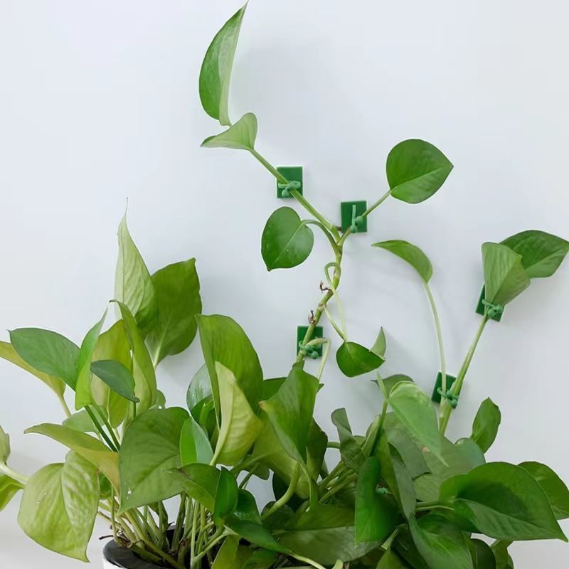 Self‑Adhesive Plant Climbing W - Indoor Herb Garden ulasan dan harga